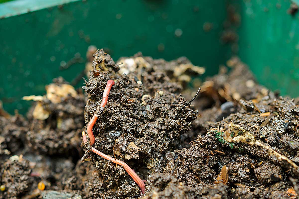 Dážďovky v komposte