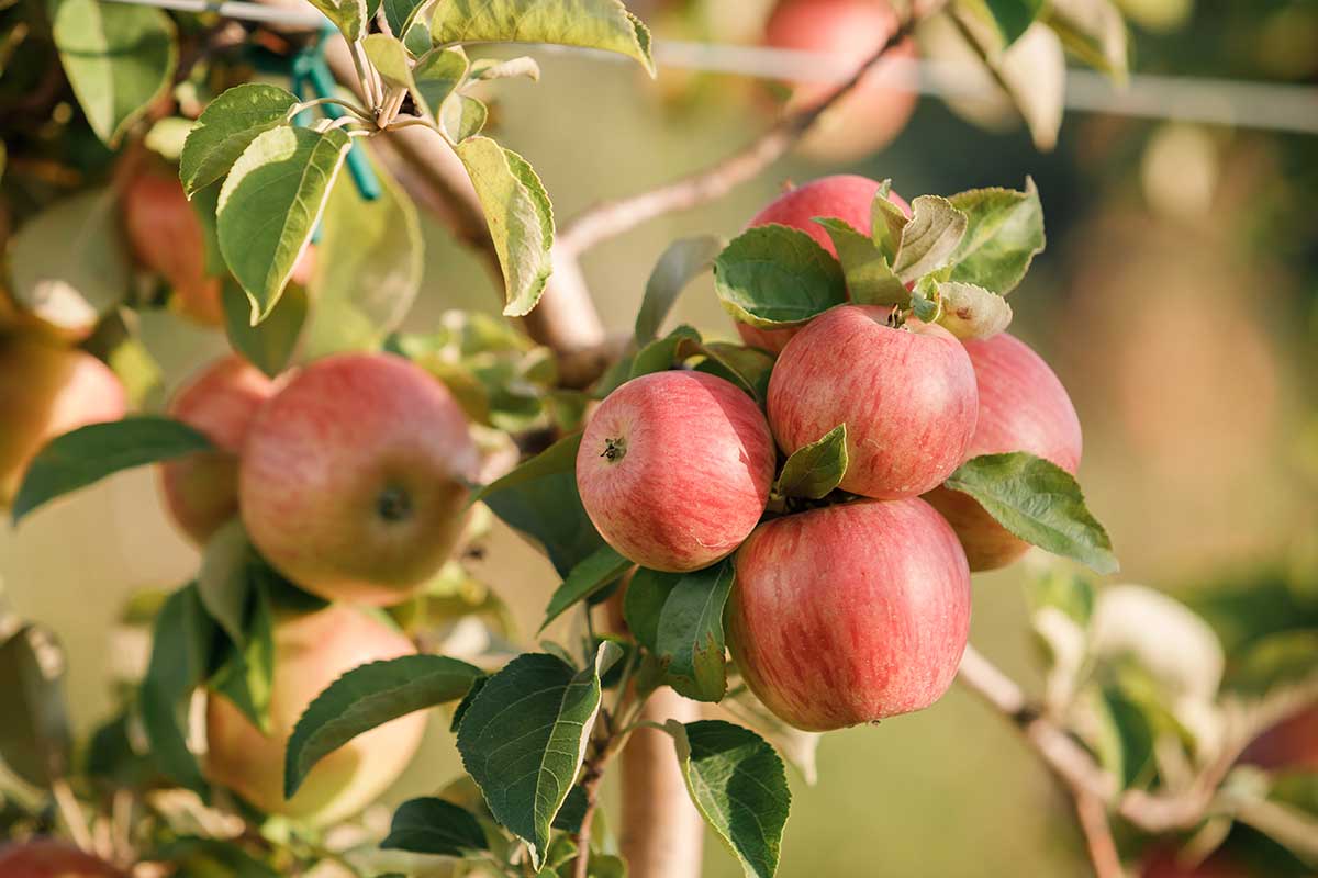 Jesenný zber jabĺk