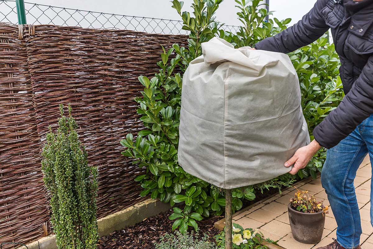 Obalenie koruny stromčeku svetlou netkanou textíliou