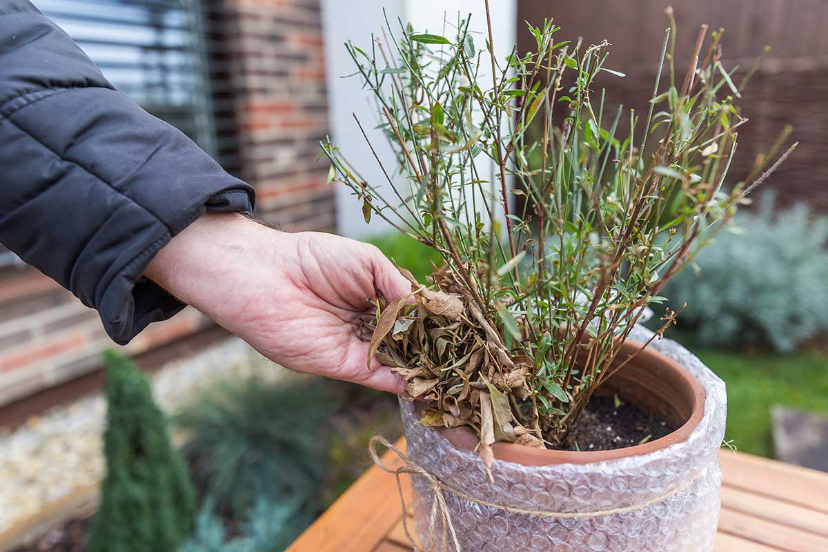 Zasypanie pôdy suchým lístím