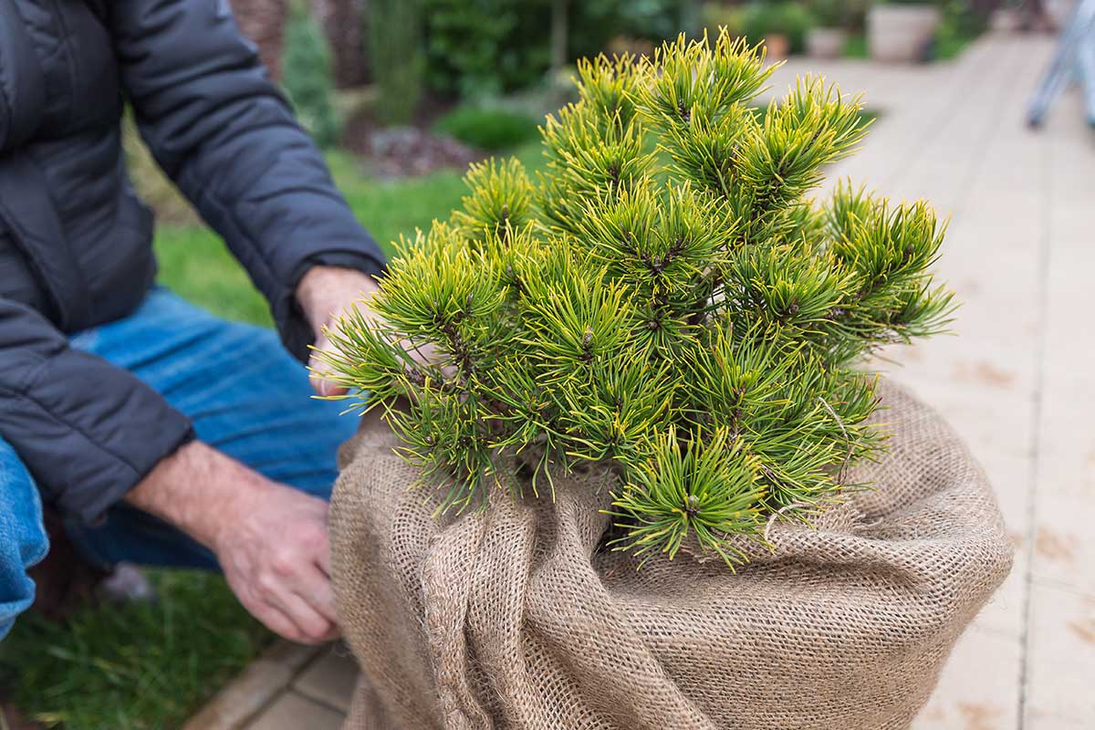 Obalenie kvetináčov jutovinou
