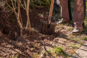 Ako a kedy presadiť staršiu drevinu? Oplatí sa, ak toto nepodceníte