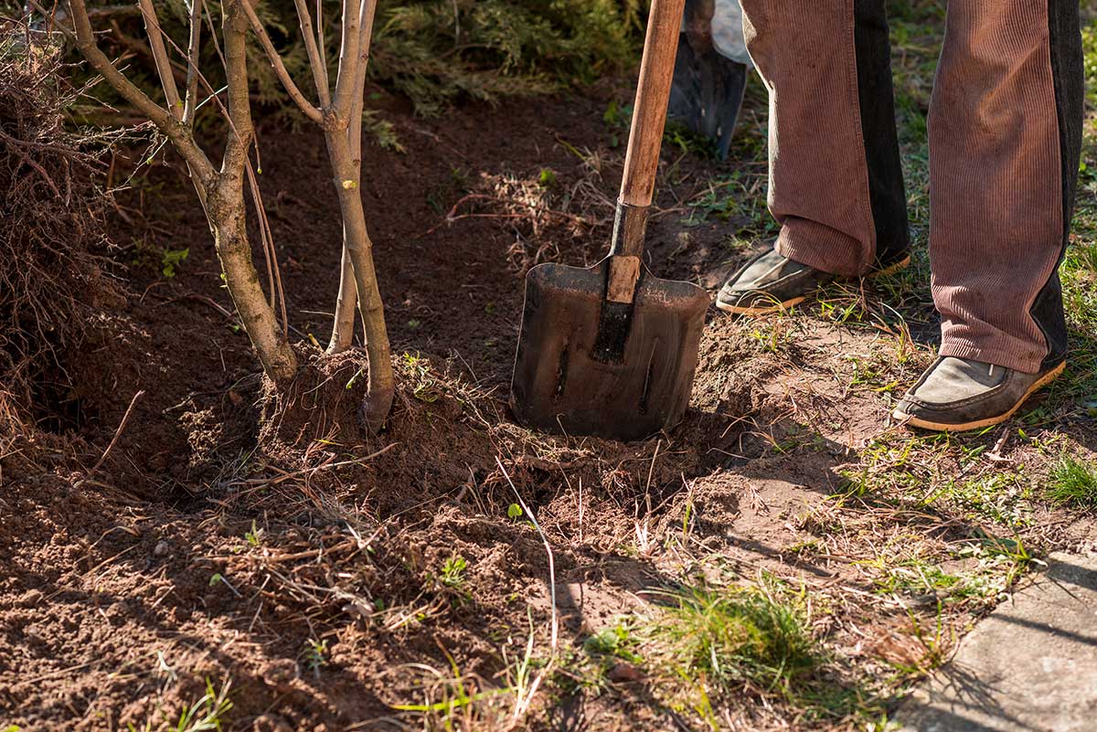 Ako a kedy presádzať dreviny