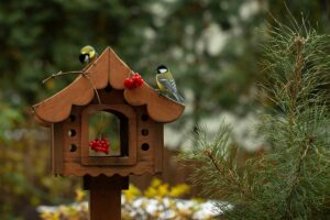 Špinavá vtáčia búdka = tichý zabijak vtákov: Ako udržať kŕmidlo čisté a bezpečné?