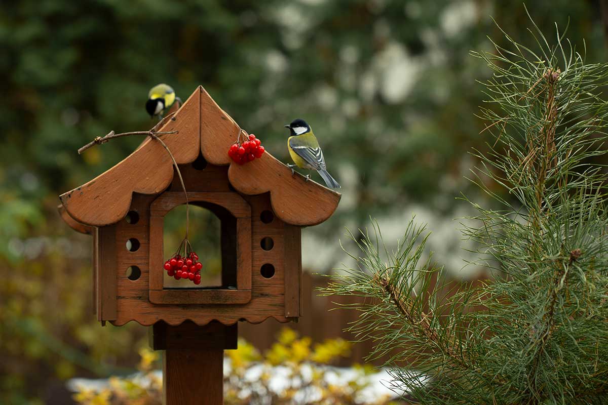 Starostlivosť o vtáčie búdky a kŕmidlá v záhrade