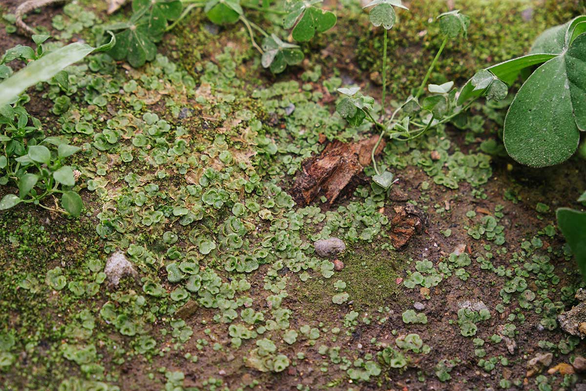 Ako sa zbaviť porastnice 
