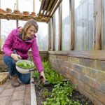 Využitie skleníku počas zimy