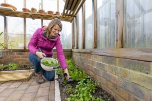 Ako využiť skleník aj počas zimy? Schovajte doň čili, banánovník či mikrobylinky