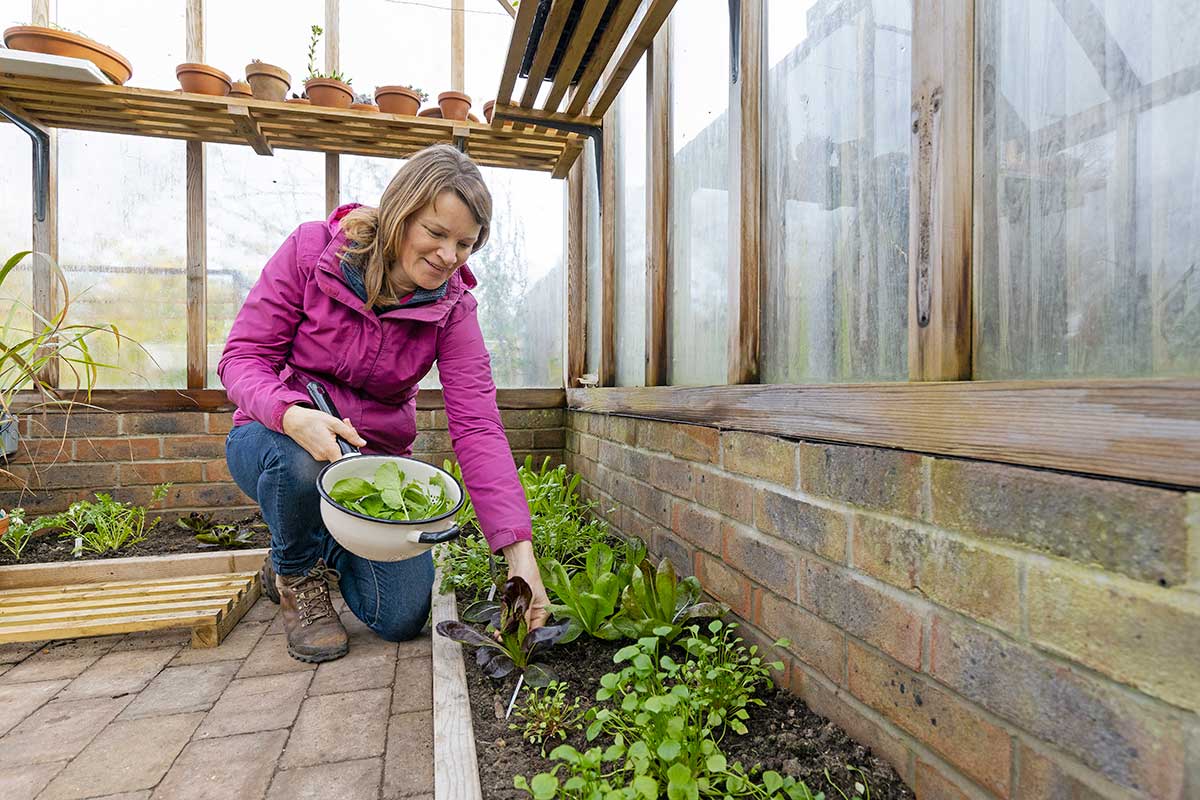Využitie skleníku počas zimy