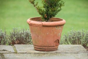 Najčastejšie chyby, kvôli ktorým v zime praskajú kvetináče. Riešenie je jednoduché!