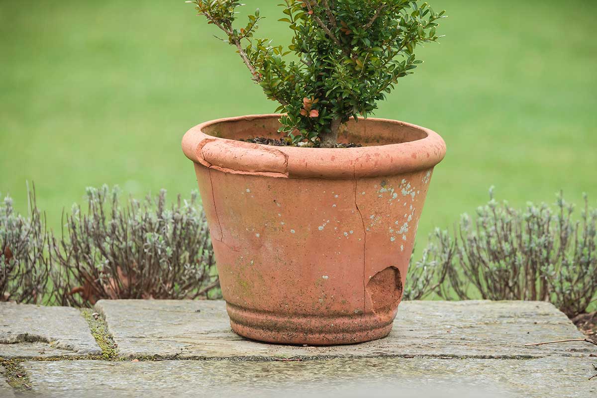 Praskanie kvetináčov v zime a ako tomu zabrániť