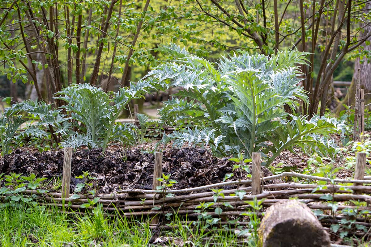 Pestovanie artičoky kardovej v záhrade