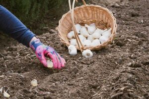 Čas sadiť cesnak? Brzdite! Toto by ste mali vedieť skôr, než začnete