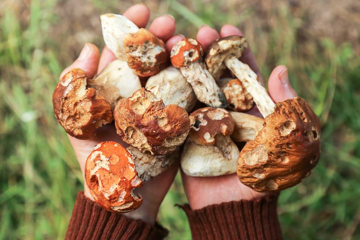 Červivé a ohryzené huby