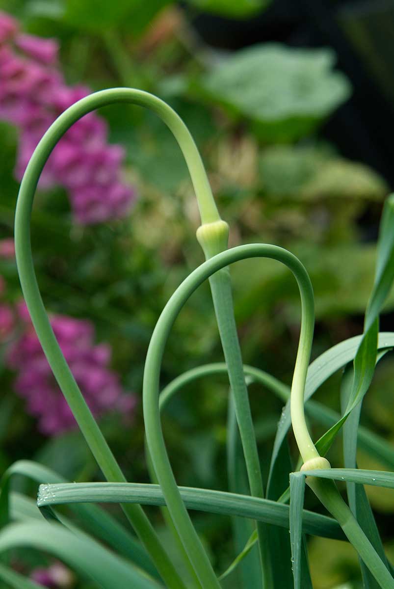 Kvetné stonky cesnaku paličiak