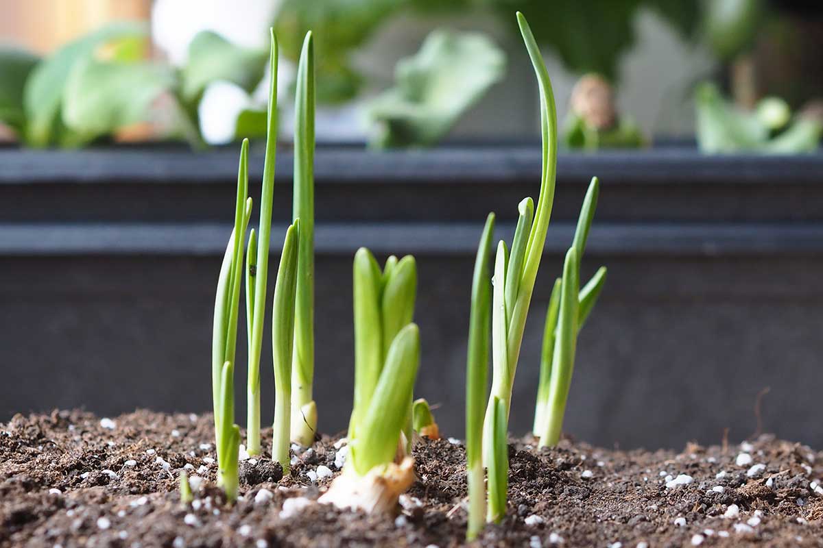 Vyklíčený cesnak v kvetináči