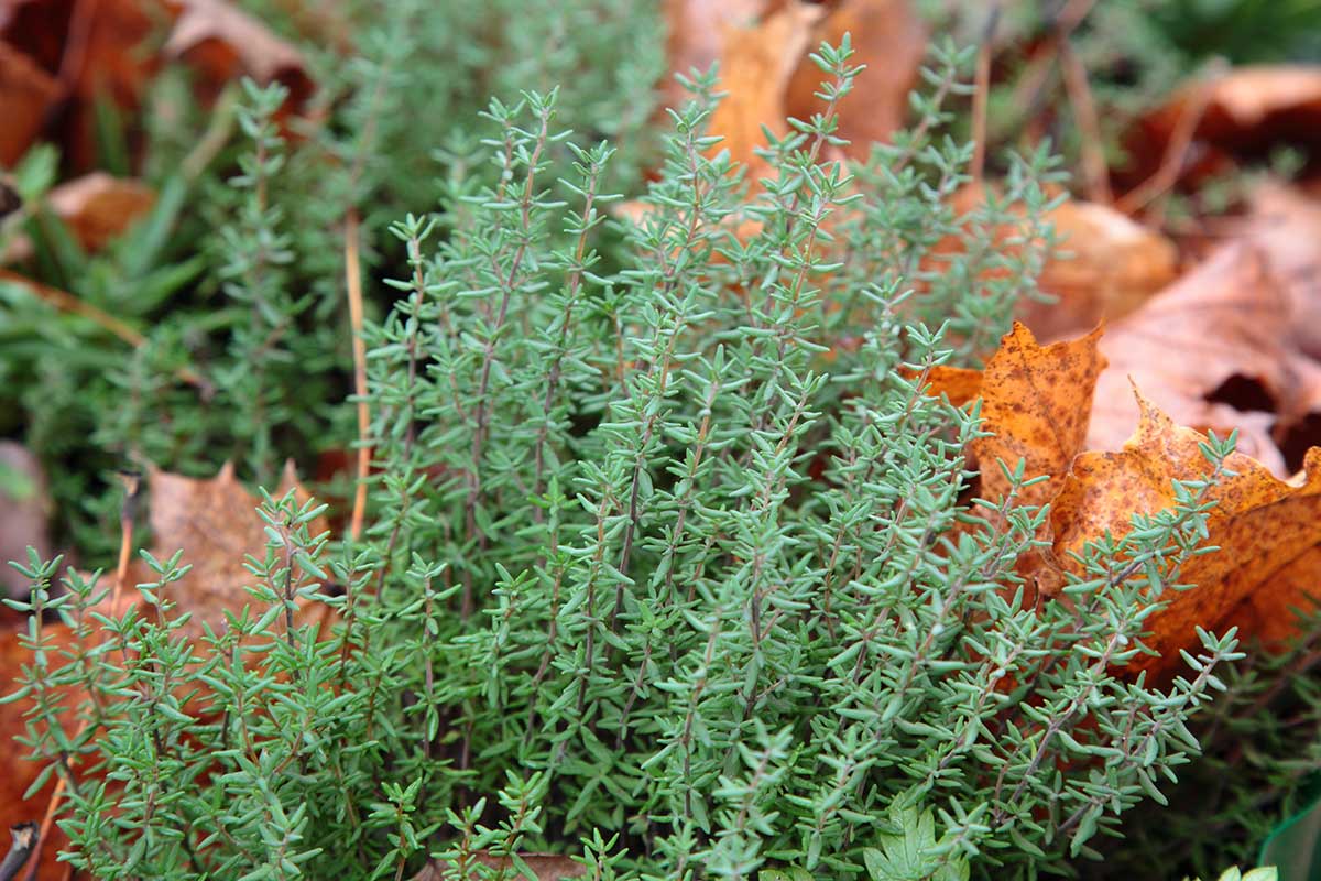 Čistenie bylinkových záhonov