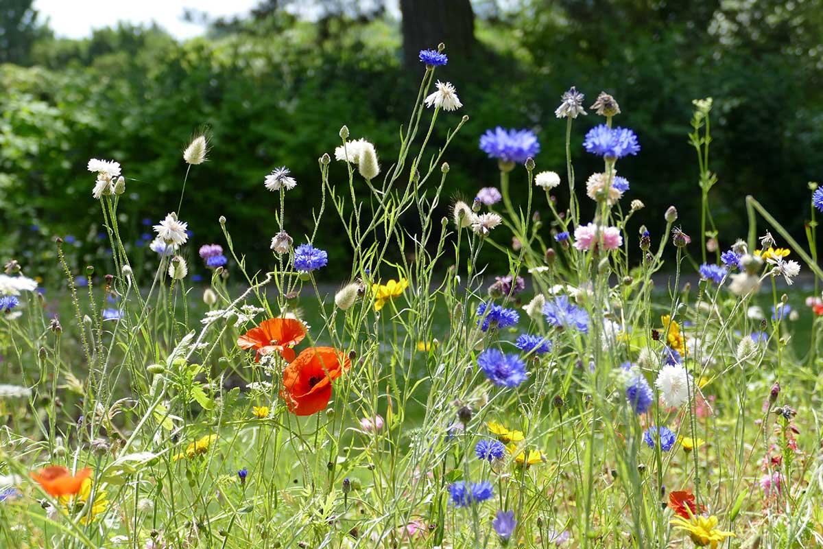 Vysoká kvitnúca lúka