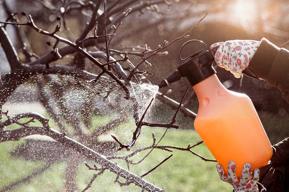 Preventívny dezinfekčný postrek na ovocných stromoch