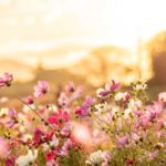 Farba roka 2026 Faded Petal v záhrade