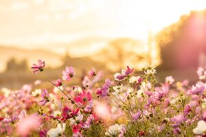 Farba roka 2026 prichádza do záhrad: Týchto 6 rastlín premení vaše záhony na rozprávku