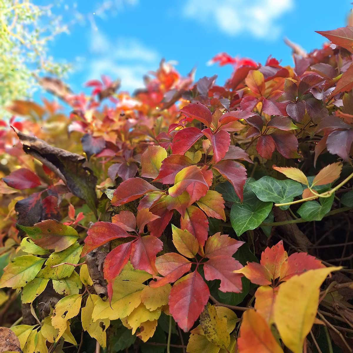 Sfarbovanie listov v jesennom období