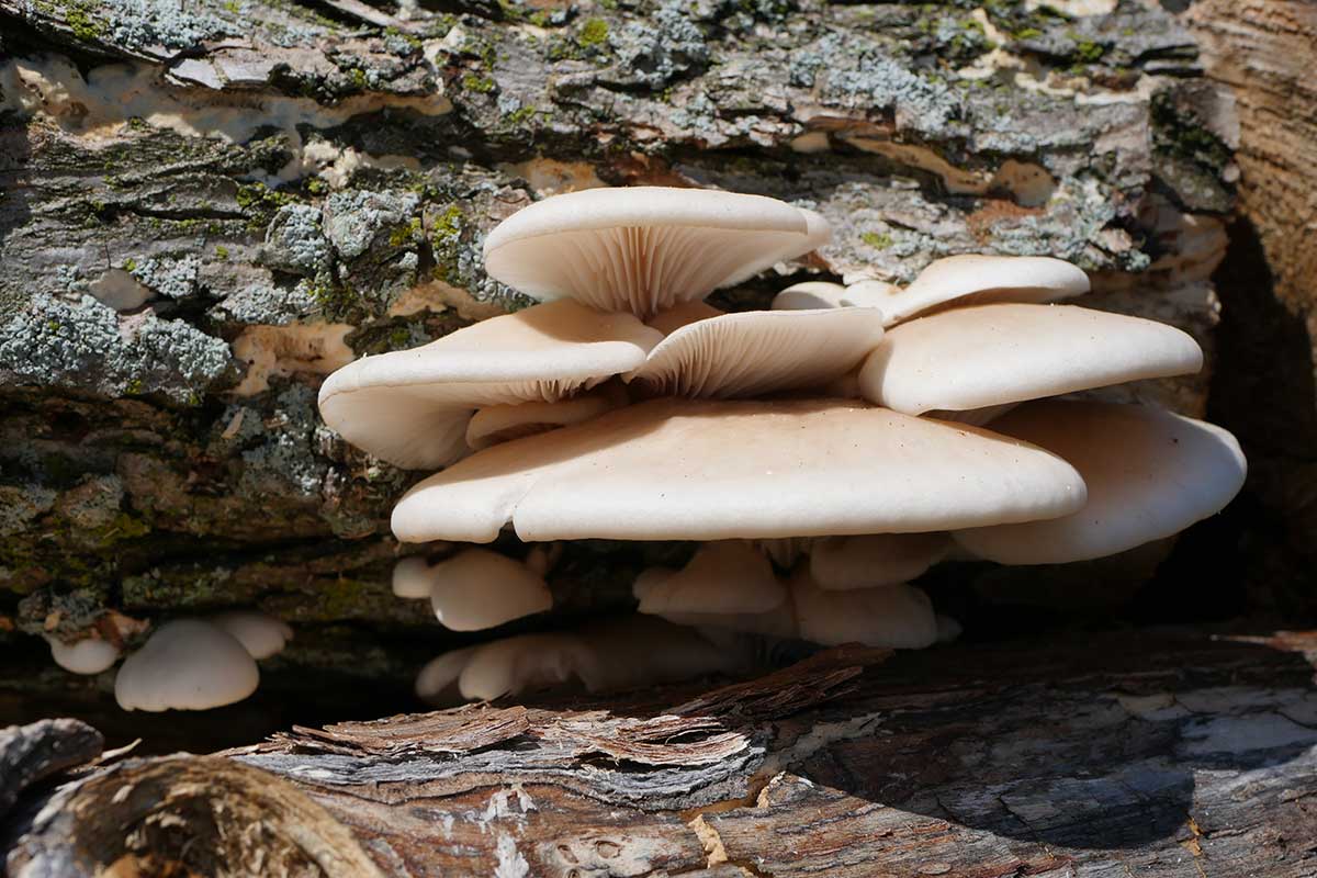 Hliva ustricová rastúca na starom strome v záhrade