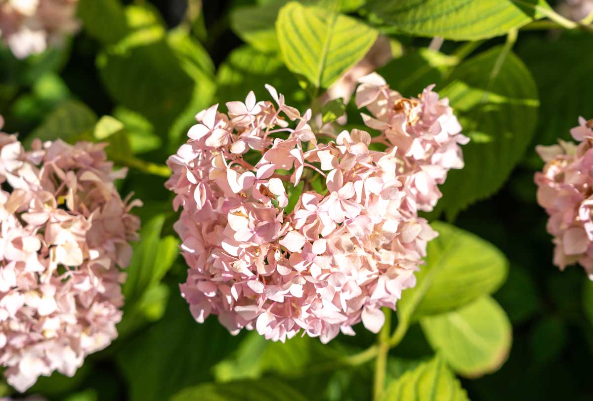 Hortenzia v ružovokrémovej farbe roka 2026