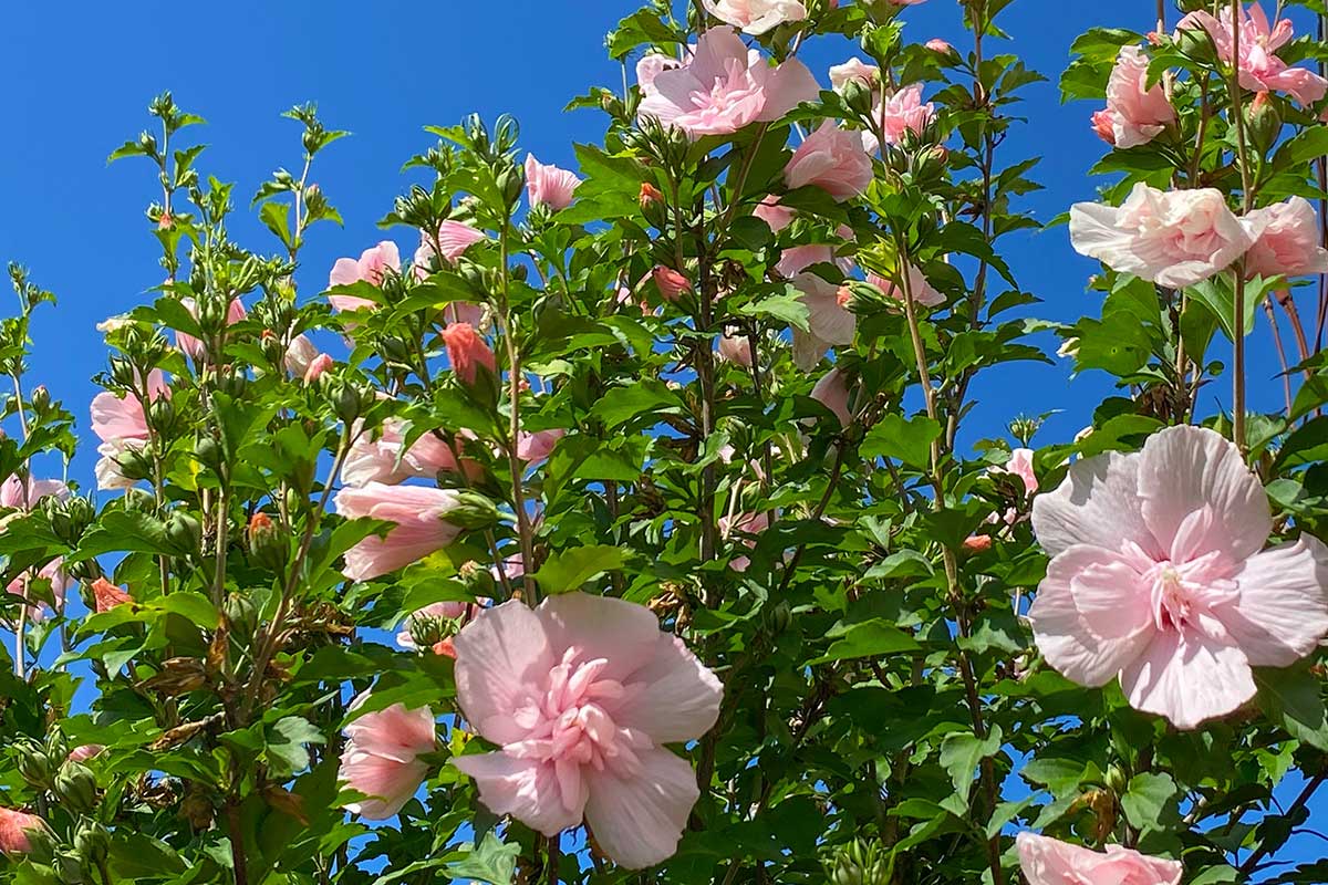 Ibištek sýrsky v ružovokrémovej farbe roka 2026