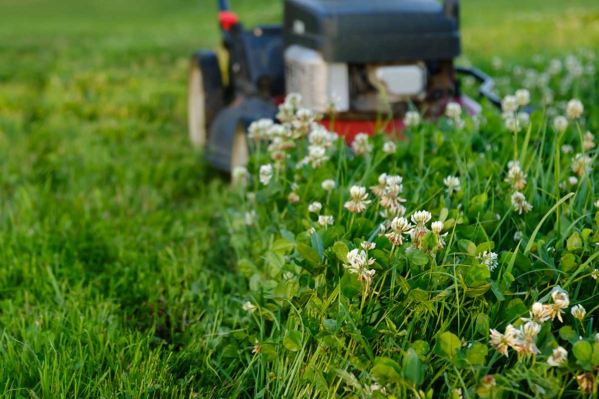 Kosenie kvitnúceho trávnika