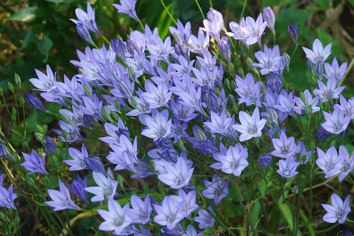 Kvitnúca triteleia