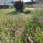 Kvitnúca lúka namiesto tradičného trávnika