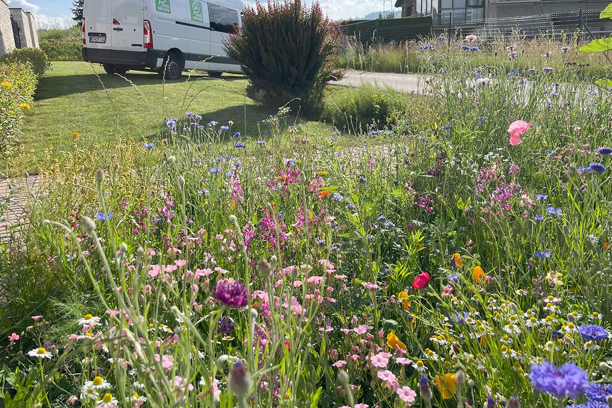 Kvitnúca lúka namiesto tradičného trávnika