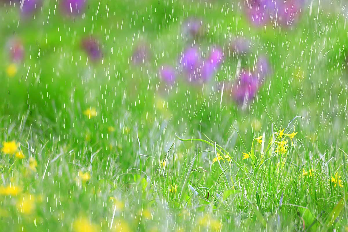 Kvitnúca lúka s divými kvetmi počas dažďa