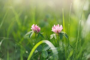 Páči sa vám kvitnúca lúka v záhrade? Treba zvážiť toto riziko