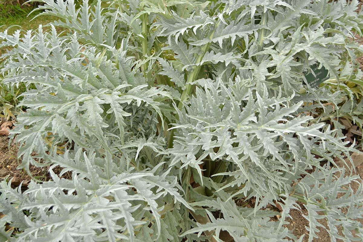 Listové stopky kardy