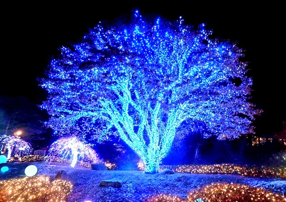 Modré osvetlenie stromu v záhrade