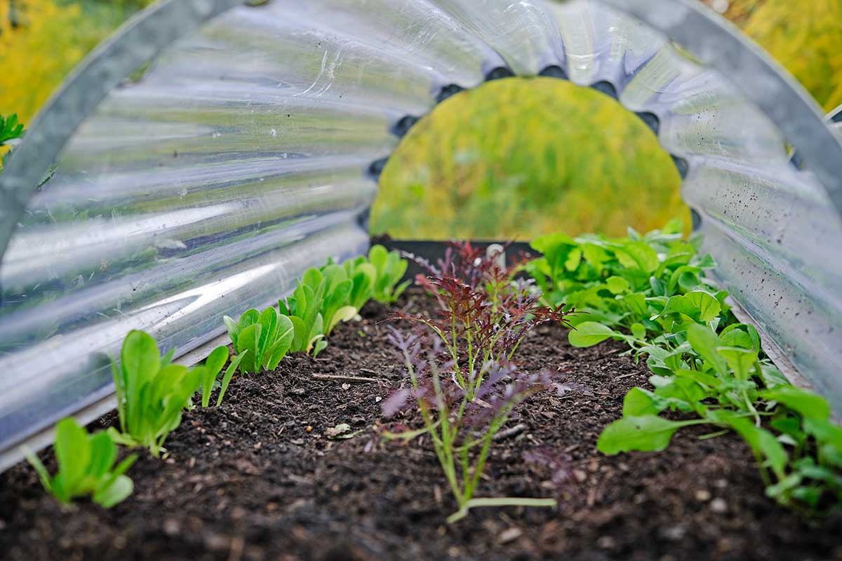 Otvorené kryty ochraňujúce rastliny počas zimy