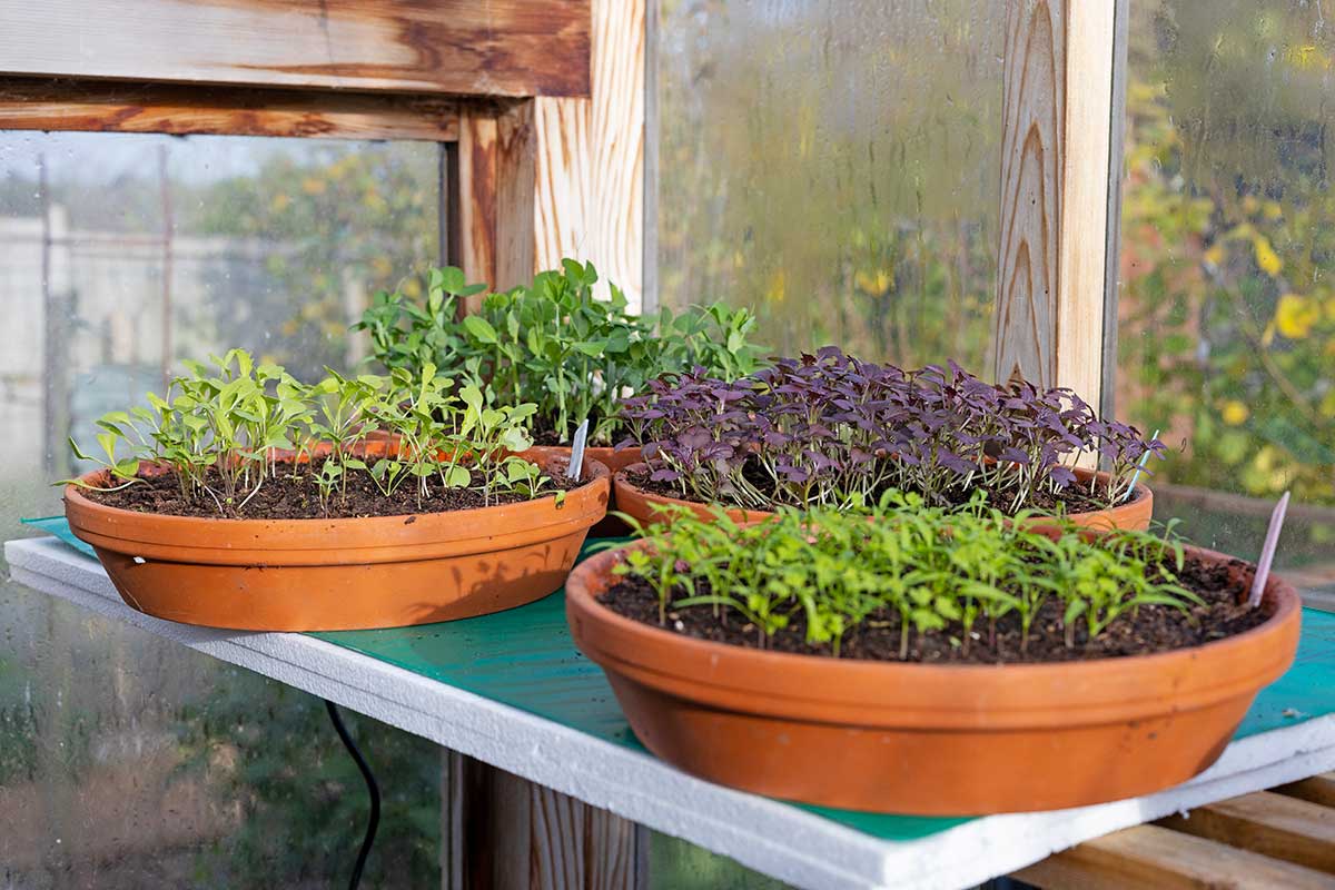 Pestovanie mikrobyliniek v skleníku počas zimy