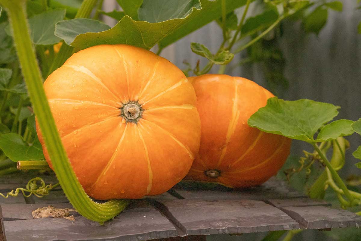 Plody tekvíc zo záhrady