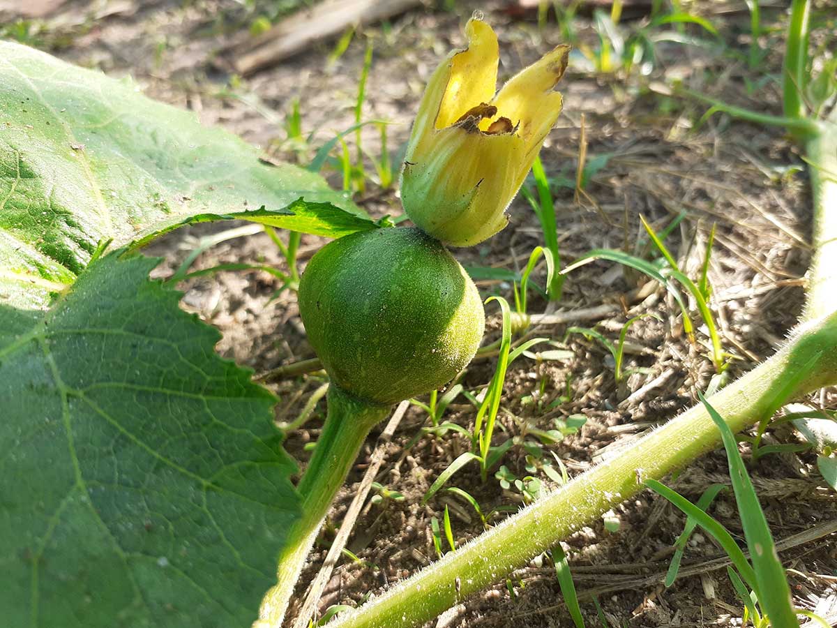 Rastúci plod tekvice s kvetom