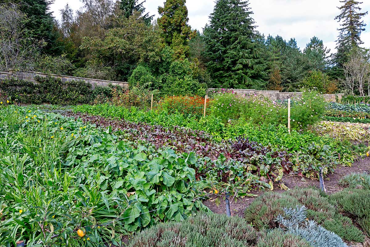 pestovanie zeleniny v zime