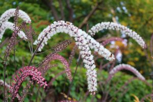 Klenotom tienistých záhonov môže byť ploštiničník. Prečo si zaslúži od nás viac pozornosti?