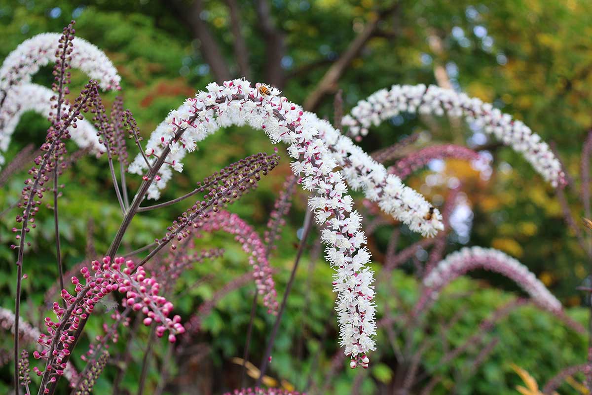 Kvet ploštiničníku