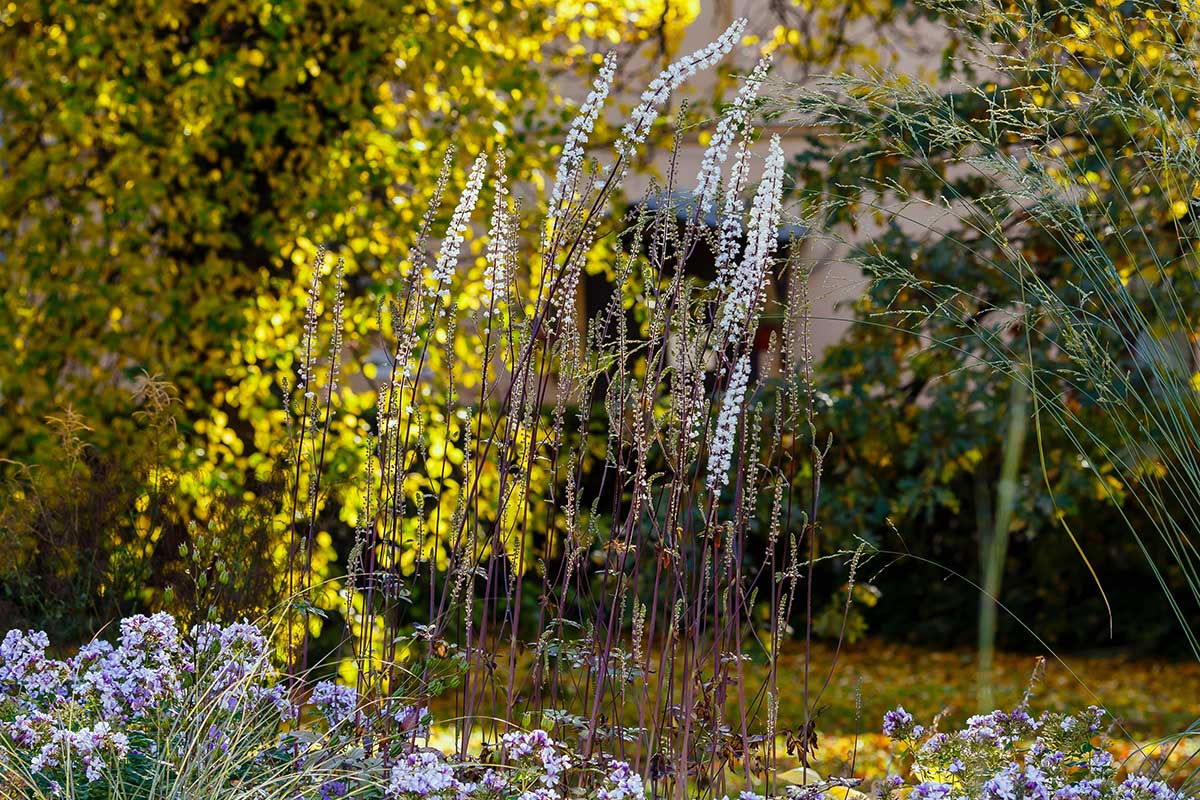 Ploštiničník v záhrade