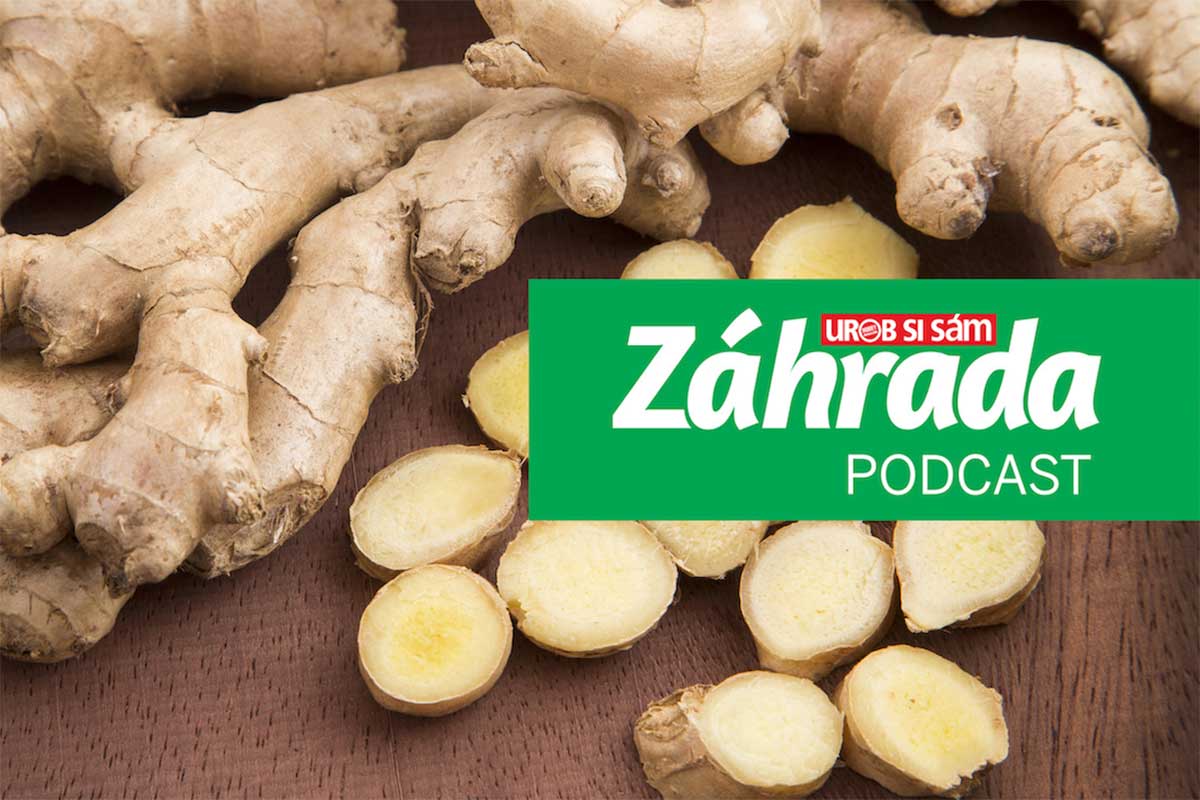 Podcast Záhrada o pestovaní zázvoru