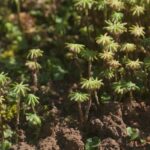 Porastnica mnohotvará