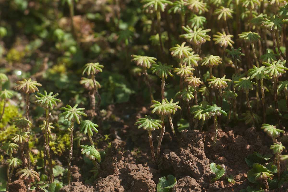 Porastnica mnohotvará