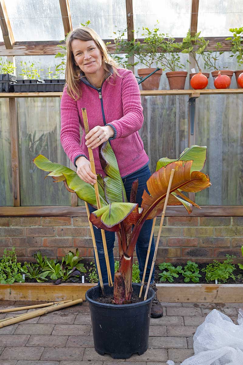 Zapichnutie bambusových tyčí do kvetináča s banánovníkom