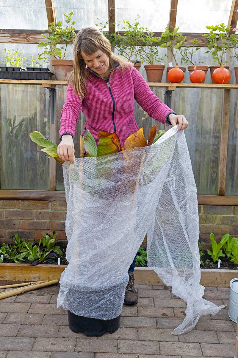Obalenie nádoby s banánovníkom a tyčami bublinkovou fóliou